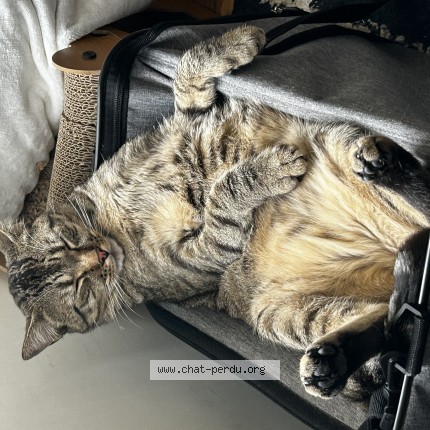 Foto einer wiedergefundenen Katze in Poitiers