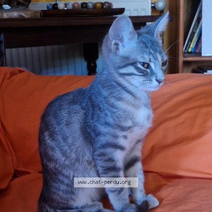 Photo of a cat found in Castries