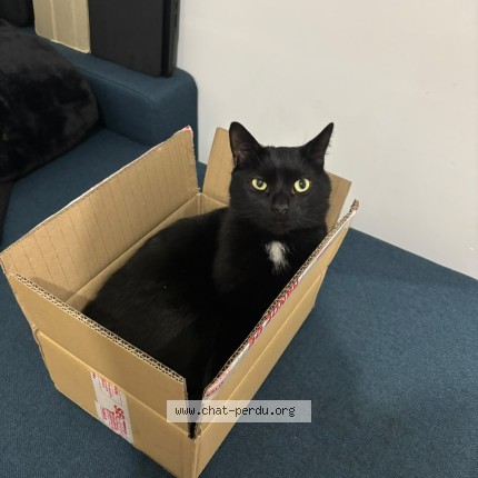 Photo of a cat found in Sartrouville