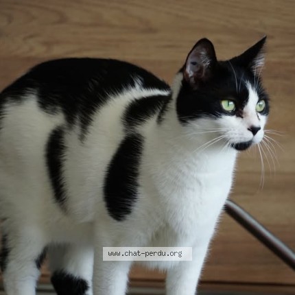 Photo of a cat found in Louverne
