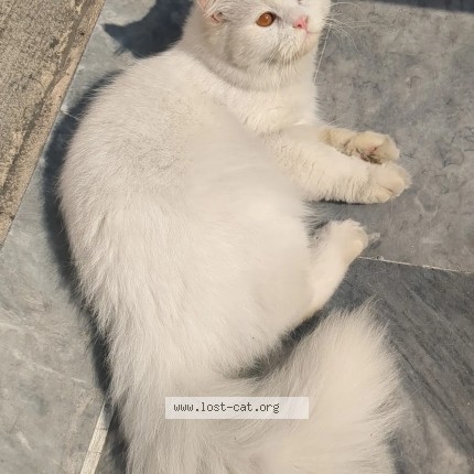 Photo 1/1 Chicoo Cat lost in Jhelum