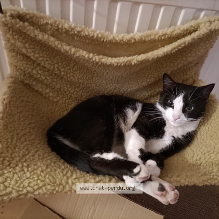 Photo of a cat found in St Etienne