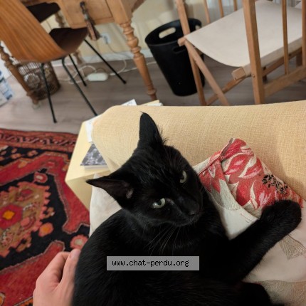 Photo of a cat found in Cesson Sevigne