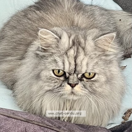 Photo of a cat found in Arnage