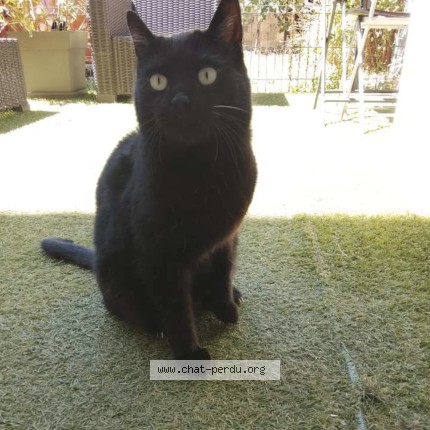 Foto einer wiedergefundenen Katze in Aix Les Bains