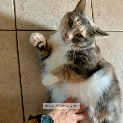 Photo 1/1 Queenie Cat lost in Dorval