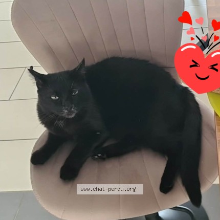 Foto 1/1 Wiedergefundene Katze Verloren in Everlange