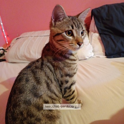 Photo of a cat found in Saint Laurent Des Arbres