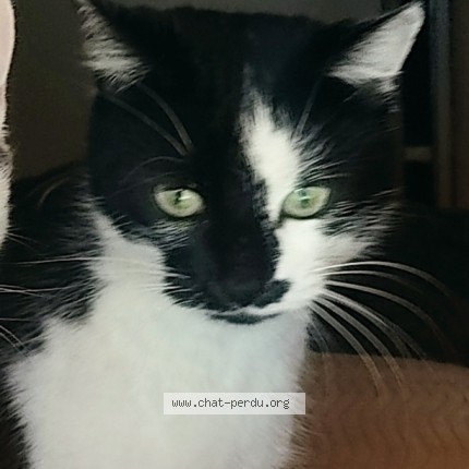 Photo of a cat found in Le Vigan En Quercy