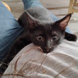 Beerus