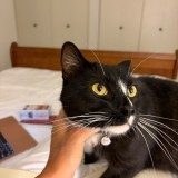 Loki