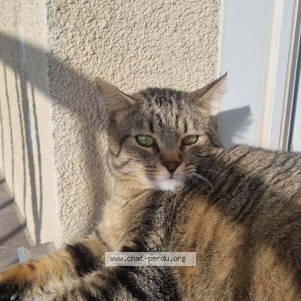 Photo of a cat found in Saint Alban