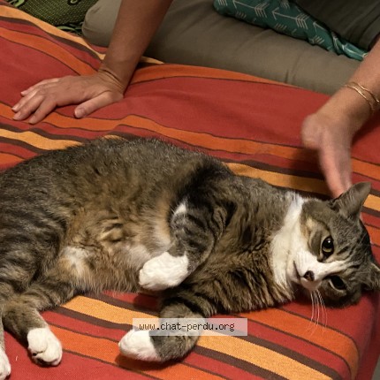 Photo of a cat found in Granville