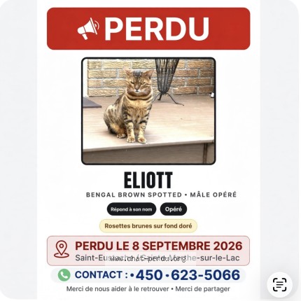 Photo 1/1 Eliott Cat lost in St Eustache