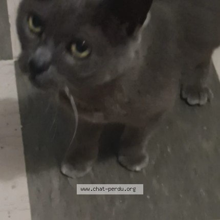 Photo of a cat found in Saint Contest