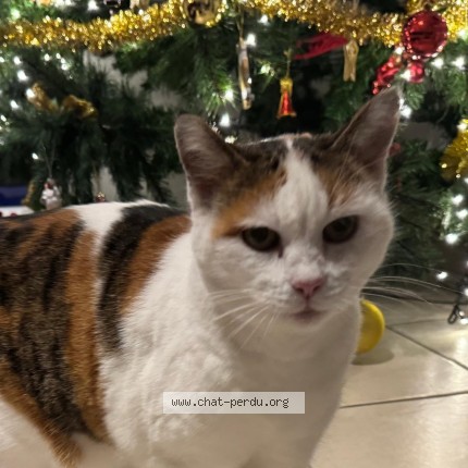 Foto di gatto smarrito a Rennaz
