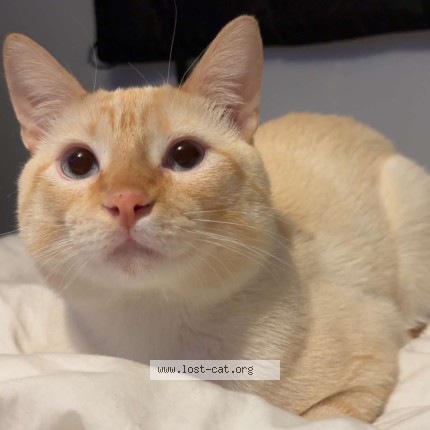 Photo 1/1 Appa Cat lost in Burbank