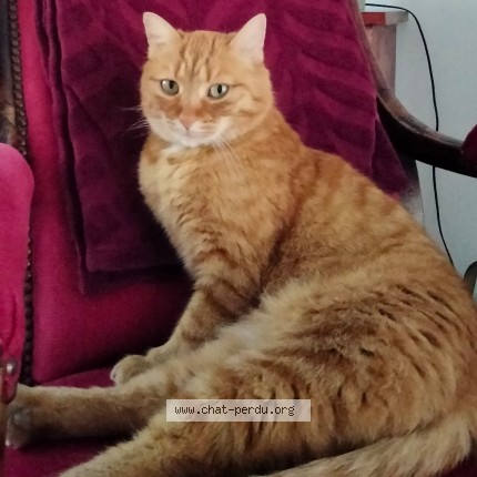 Photo of a cat found in Barberey St Sulpice