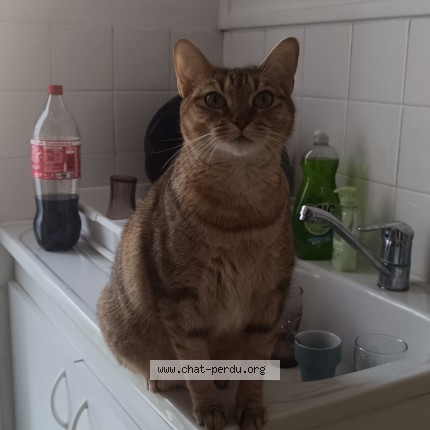 Photo of a cat found in Bourg Les Valence