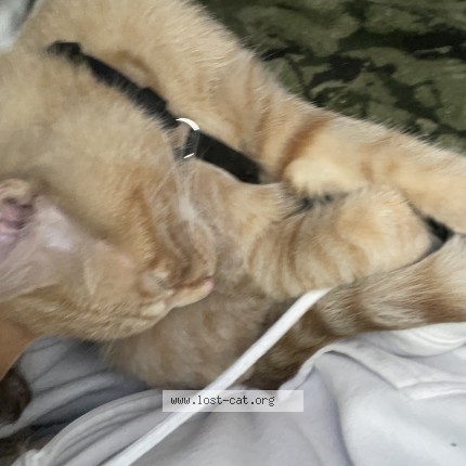 Photo 1/1 Found cat Found in Brampton