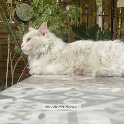 Photo of a cat found in Pezenas