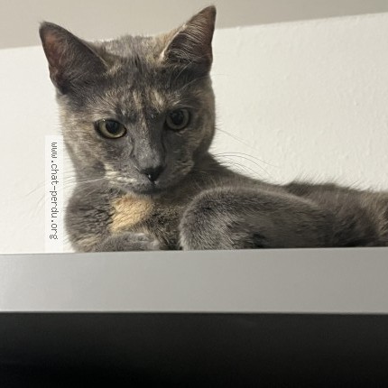 Foto di gatto smarrito a Geneve