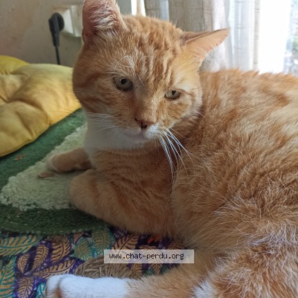 Photo of a cat found in Bernay Vilbert