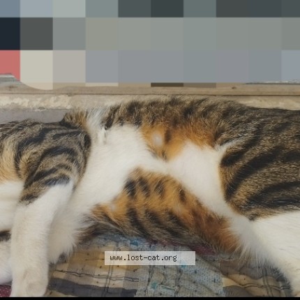Photo 1/1 sony Cat lost in Karachi