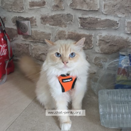 Photo of a cat found in Billy Sur Aisne