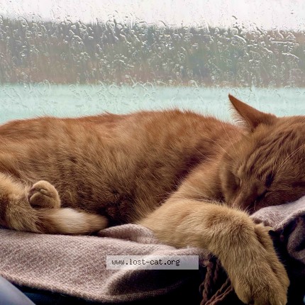 Foto de gato perdido em Lindoso