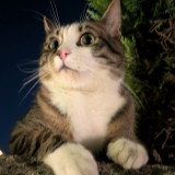 Alfio