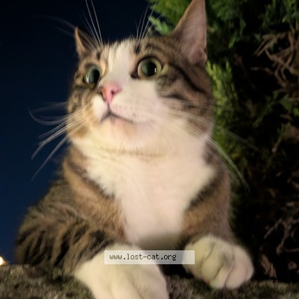 Foto di gatto smarrito a Rimini