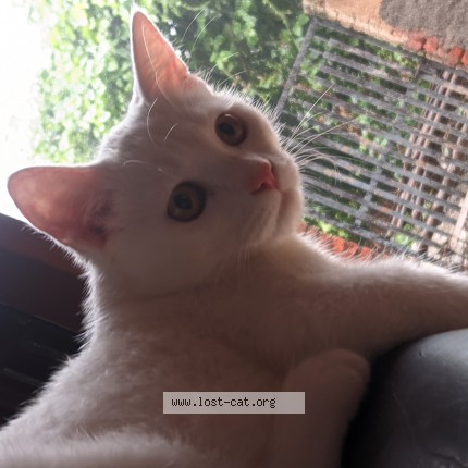 Photo 1/1 Billi AKA Christy Cat lost in Gurgaon