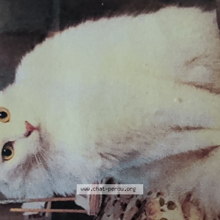 Photo of a cat found in Carcassonne