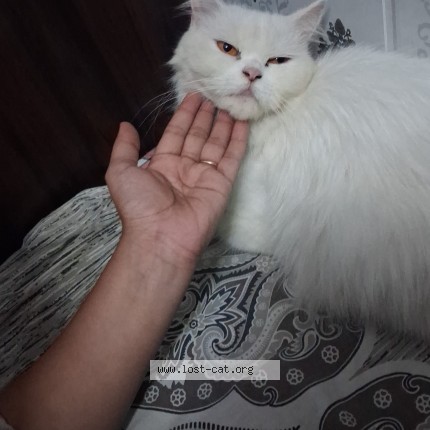 Photo 1/1 Found cat Found in Lucknow