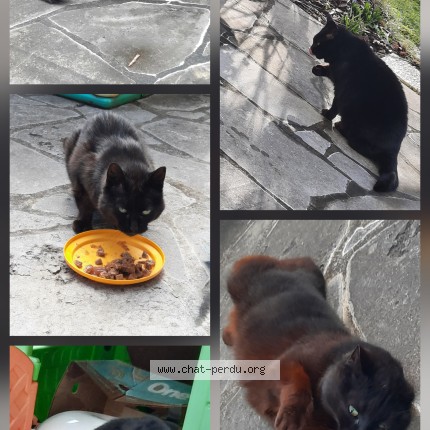Foto 1/1 Farouche Kat vermist in Hyon