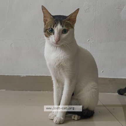 Photo 1/1 sonya Cat lost in Dombivali