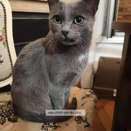 Photo of a cat found in Lyon