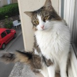 milu