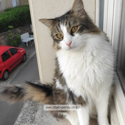 Foto 1/1 milu Katze verloren in Remich