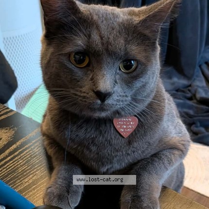 Photo 1/1 Reunited cat Lost in Surrey