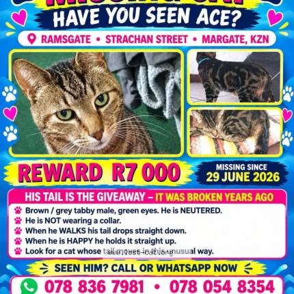 Photo 1/1 Ace Cat lost in Durban