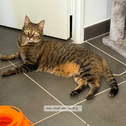 Photo of a cat found in Antibes