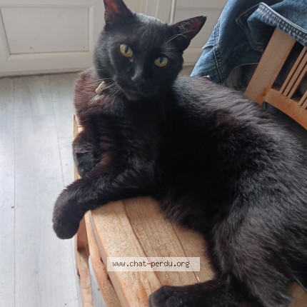 Photo of a cat found in Cholet