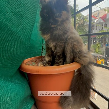 Photo 1/1 oreo Cat lost in Hydrebad