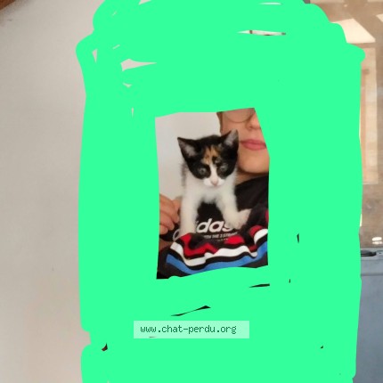 Photo of a cat found in Ciboure