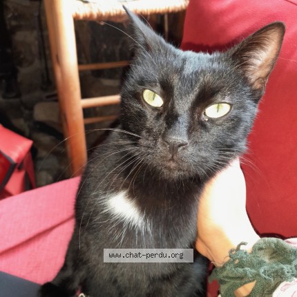 Photo of a cat found in Saint Martin D Uriage