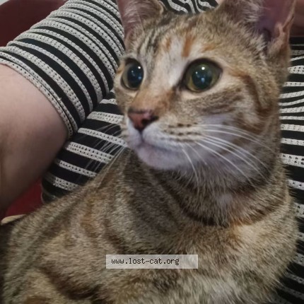 Photo 1/1 Found cat Found in Homebush