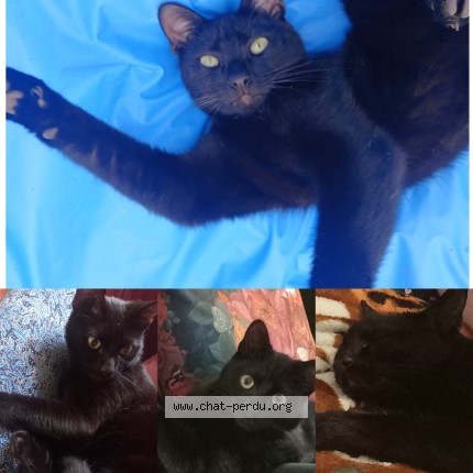 Foto van vermiste kat in Obourg