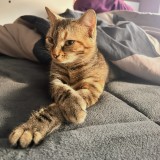 kimi